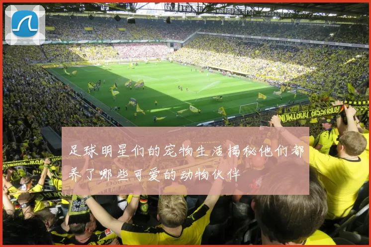 足球明星们的宠物生活揭秘他们都养了哪些可爱的动物伙伴